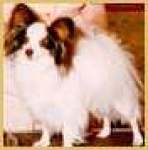 image of papillon
