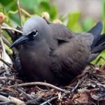 image of bird