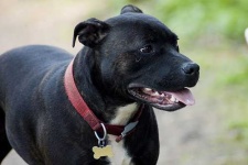 image of staffordshire_bullterrier #31