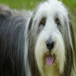 image of bearded_collie #1