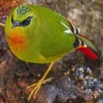 image of bird