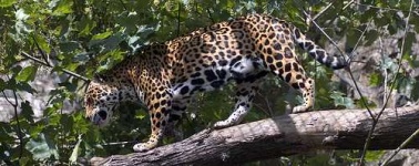 image of jaguar_car