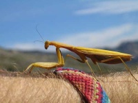 image of mantis