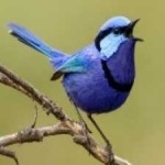 image of bird