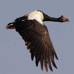 image of bird