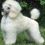 image of poodle #22