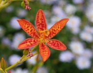 image of flower