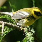image of bird