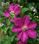 image of clematis #13