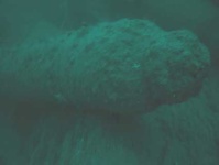 image of electric_ray