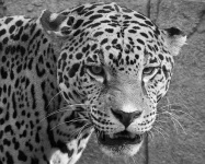 image of jaguar_car