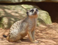 image of meerkat