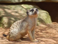 image of meerkat #25