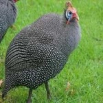 image of bird