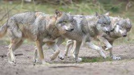 image of animal