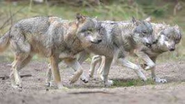 image of wolf #39