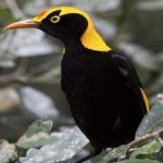 image of bird