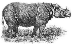 image of rhino