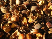 image of acorn