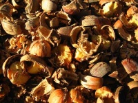 image of nuts #3