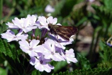 image of flower