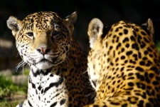 image of jaguar_car
