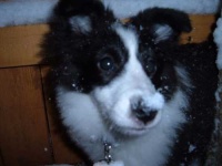 image of shetland_sheepdog