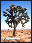 image of joshua_tree
