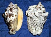image of conch