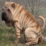 image of shar_pei #21