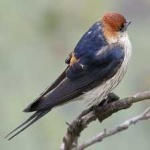 image of bird