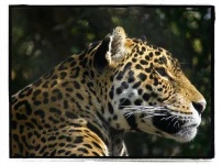 image of jaguar_car