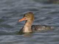 image of red_breasted_merganser