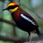 image of bird