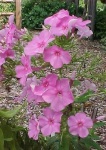 image of flower