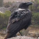 image of bird
