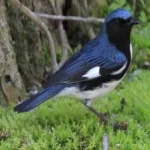 image of bird