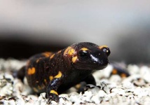 image of european_fire_salamander