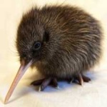 image of bird