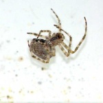 image of barn_spider