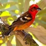 image of bird