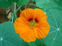 image of flower