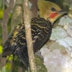 image of bird