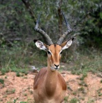 image of impala