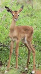 image of impala