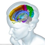 image of brain