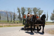 image of horse_cart #16