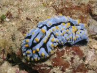 image of sea_slug #16