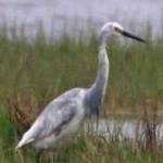 image of bird