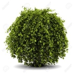 image of bush